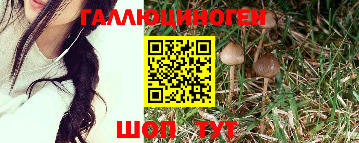 Новосибирск  Галлюциногенные грибы прущие грибы  Вход с VPN  Галлюциногенные грибы мицелий 